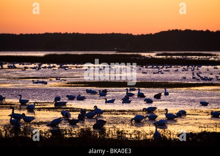 Silhouette Enten und Gänse Schnee sonnen sich im Schein des Sonnenuntergangs in der Chincoteague National Wildlife Refuge auf Assateague Insel, V Stockfoto