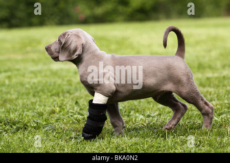 Weimaraner Welpe Stockfoto