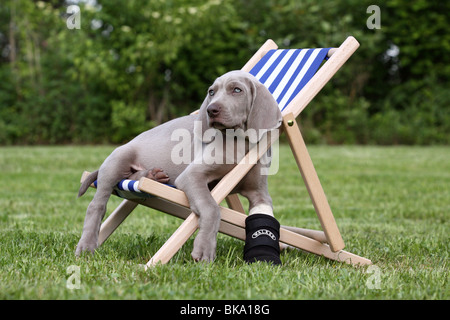 Weimaraner Welpe Stockfoto