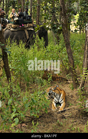 Touristen auf einem Elefanten zurück Safari beobachten eine Tiger-Familie in den Dschungeln von Kanha Nationalpark Stockfoto