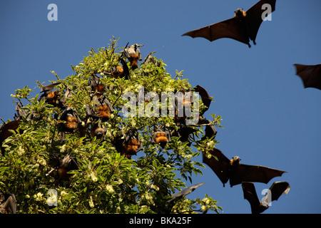 Grey-headed-Flughunde (Pteropus Poliocephalus) in den Royal Botanic Gardens in Sydney, New South Wales, Australien Stockfoto