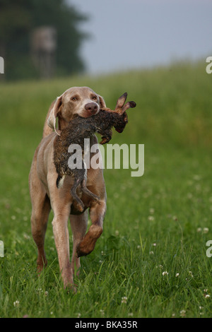 Weimaraner mit Kaninchen Stockfoto