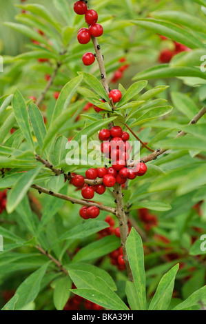 Februar Daphne (Daphne mezereum) Stockfoto