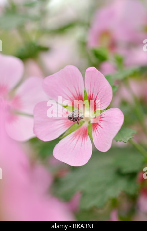 Kap Mallow (anisodontea capensis 'Lady in Pink') Stockfoto