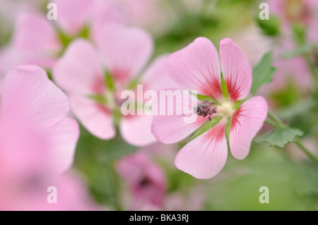 Kap Mallow (anisodontea capensis 'Lady in Pink') Stockfoto