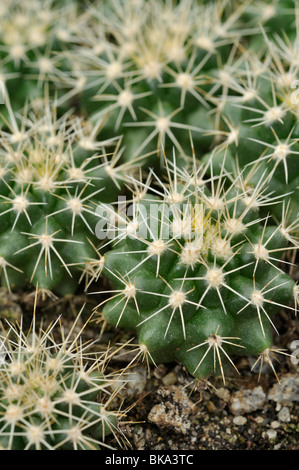Golden barrel Kaktus (Mexiko) Stockfoto