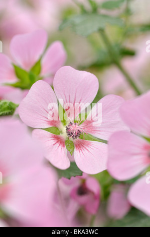 Kap Mallow (anisodontea capensis 'Lady in Pink') Stockfoto