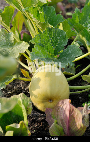 Zucchini (Cucurbita pepo convar. Giromontiina 'Diamant') Stockfoto