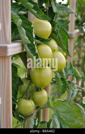 Tomaten (Lycopersicon esculentum'rougella') Stockfoto