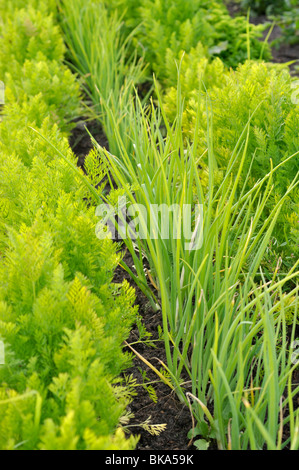 Karotte (Daucus carota subsp. Sativus) und Gartenzwiebel (Allium cepa) Stockfoto