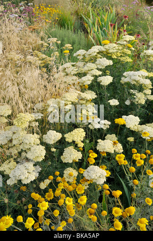 Fernleaf Schafgarbe (Achillea filipendulina) und Farbstoff Kamille (anthemis Dolmetsch syn. Cota dolmetsch) Stockfoto