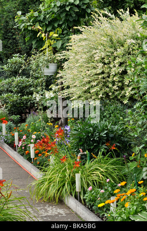 Dappled Weide (Salix Integra 'hakuro Nishiki') und Taglilien (Hemerocallis) Stockfoto