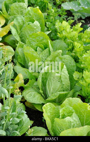 Chinakohl (Brassica Rapa Subspecies Pekinensis) Stockfoto