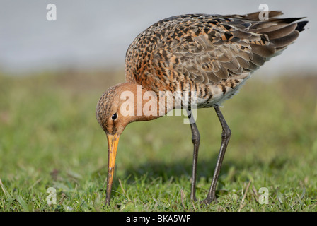 männliche Uferschnepfe sondieren im Boden Stockfoto