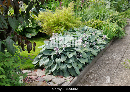 Wegerich Lily (Hosta) Stockfoto