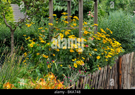 False Sunflower (heliopsis helianthoides) Stockfoto