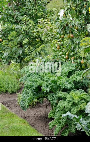 Grünkohl (Brassica oleracea var. sabellica) und Birne (Pyrus communis) Stockfoto