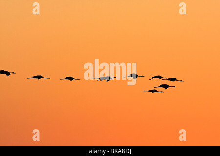 Fliegende europäischen Kraniche in den Sonnenuntergang (Grus Grus) Stockfoto