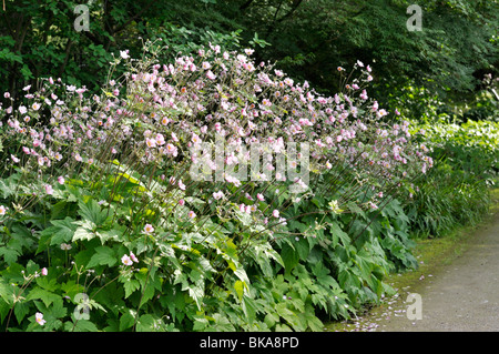 Japanische Anemone (Anemone hupehensis var. japonica) Stockfoto