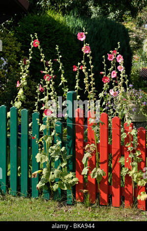 Gemeinsame Malve (Alcea rosea) mit bunten Garten Zaun Stockfoto