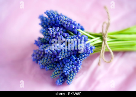 Muscari oder Trauben Hyazinthe mit Garten Schnur in einem Haufen auf einem rosa Hintergrund Haufen Vase gebunden Stockfoto