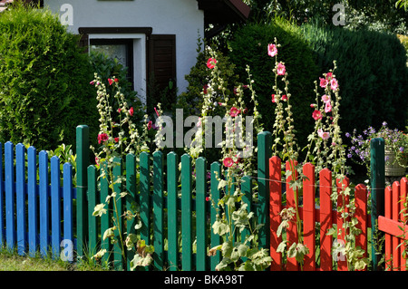 Gemeinsame Malve (Alcea rosea) mit bunten Garten Zaun Stockfoto