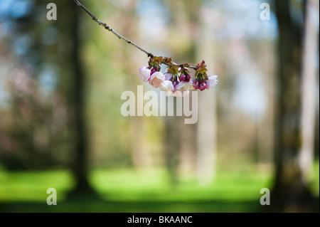 Prunus Serrulata Takasago. Kirschbaum Blüte Stockfoto