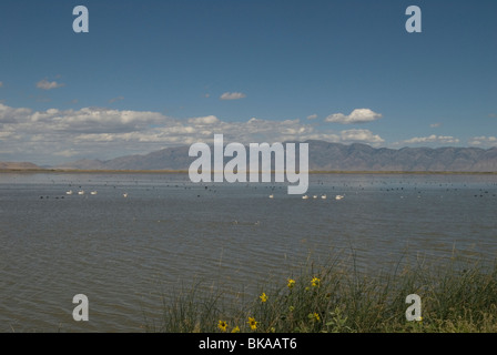 Vieuw über die Bärenfluss Zugvogel Zuflucht. Stockfoto