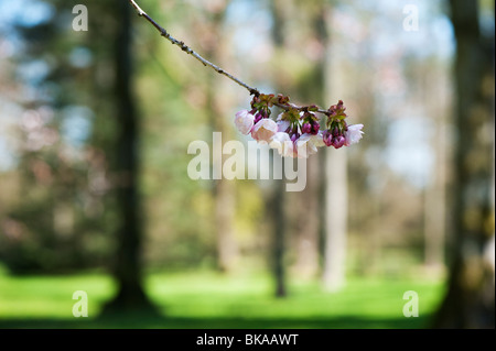 Prunus Serrulata Takasago. Kirschbaum Blüte Stockfoto