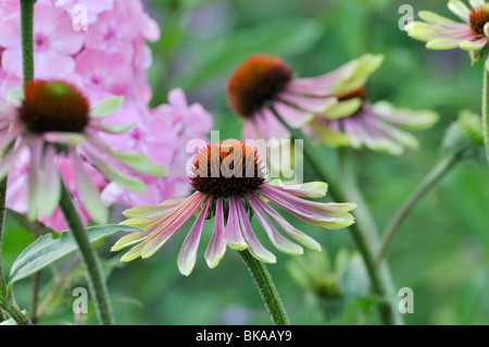 Purple cone Flower (Echinacea purpurea 'Green Envy') Stockfoto