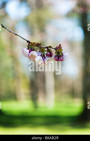 Prunus Serrulata Takasago. Kirschbaum Blüte Stockfoto