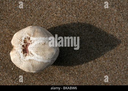 Meer-Kartoffel oder Herzen Urchin Echinocardium Cordatum in New Brighton, Wallasey, Wirral, UK Stockfoto