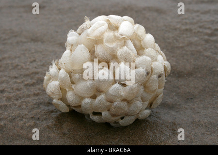 Meer-Wash Ball, Ei Fall der gemeinsamen Wellhornschnecke Buccinum Undatum Taken in New Brighton, Wallasey, The Wirral, Großbritannien Stockfoto