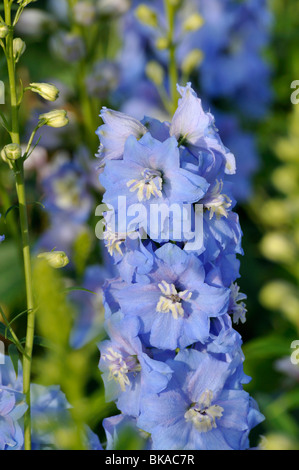 Rittersporn (delphinium x "cultorum 'Magic fountains Himmelblau') Stockfoto