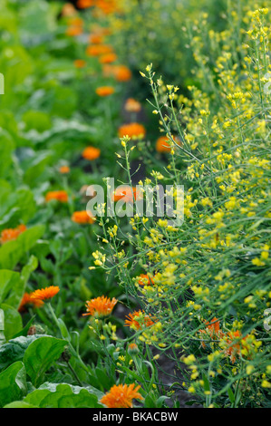 PAC Choi (Brassica rapa subsp. Chinensis) und Ringelblume (Calendula officinalis) Stockfoto