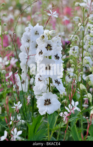 Rittersporn (delphinium x "cultorum 'Magic fountains White') Stockfoto