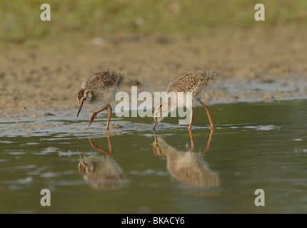 Gemeinsamen Rotschenkel zwei Küken, 2 Wochen alt in WetlandTureluur twee Kuikens 2 Wochen Oud in plasdras Stockfoto