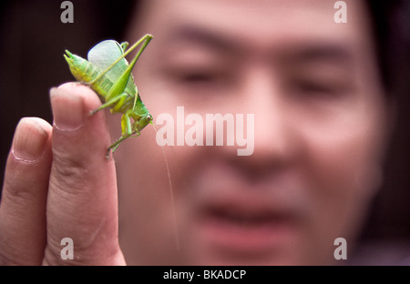 LAN-Dong, Cricket Verkäufer anzeigen eine Heuschrecke in Guan Yuan Shichang Markt, Zentrum von Peking. Stockfoto