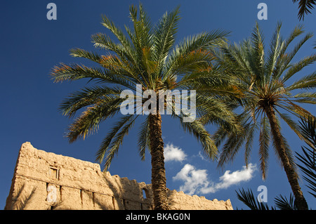 Dattelpalmen vor einer Adobe-Gebäude und gegen blauen Himmel, Misfah al Abriyeen, Wilayat al Hamra, Sultanat von Oman Stockfoto