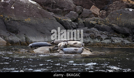 Dichtungen aus die "Misty Isle" Bootsfahrt von Elgol, Loch Coruisk, Isle Of Skye Stockfoto