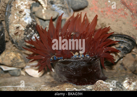 Mikrokügelchen Anemone Actinia Equina Taken in New Brighton, Wallasey, The Wirral, Großbritannien Stockfoto