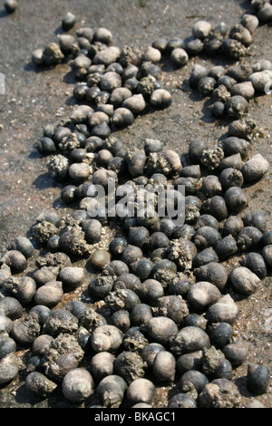 Gemeinsamen Strandschnecke Littorina bei auf Felsen in Hilbre Island, The Wirral, Merseyside, UK Stockfoto