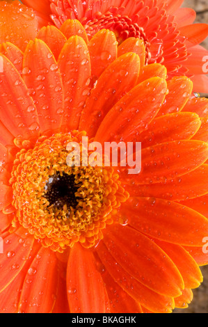 Nahaufnahme von Orange Gerbera daisy Stockfoto