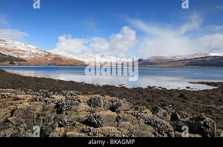 Zeigen Sie nach unten Loch Beg gegenüber Ben More, Isle of Mull, Western Isles, Hebriden, Schottland an Stockfoto