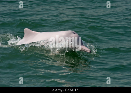 Rosa Delfin schwimmen in Hong Kong Gewässern wird angenommen, dass eine Untergattung des Chinesischer weißer Delphin, Sousa Chinensis. Stockfoto