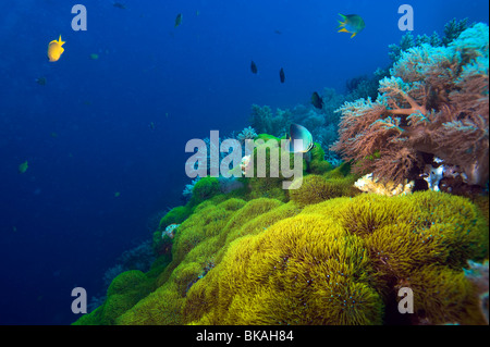 Riff Malapascua vielfältig vielseitig Multiplex-Leben am Riff Fische Seestern Seeigel unter Wasser Unterwasser Tauchen Taucher Tauchen natu Stockfoto