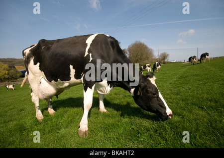 friesische Dairy Kühe im Feld Elham Tal Kent suchen Stockfoto