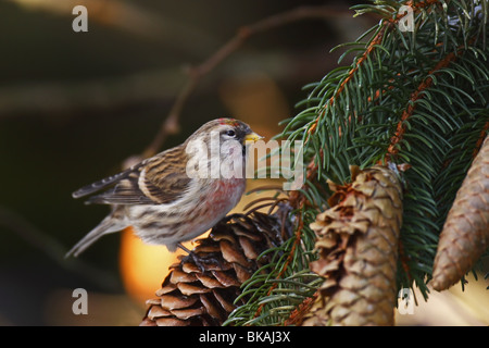 Acanthis Flammea, Common Redpoll, Stockfoto