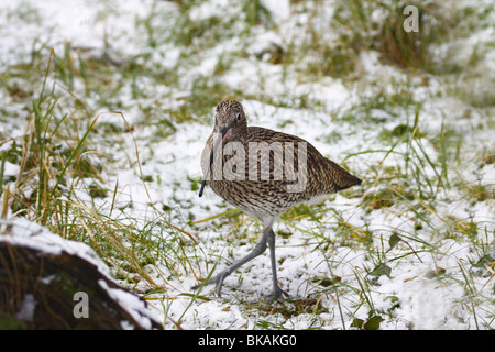 Großer, Brachvogel Numenius, Arquata, Eurasien, Brachvogel Stockfoto