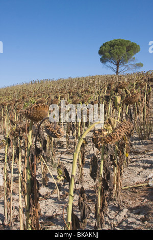 Dehydriertes Sonnenblumenfeld in der Toskana, Italien Stockfoto